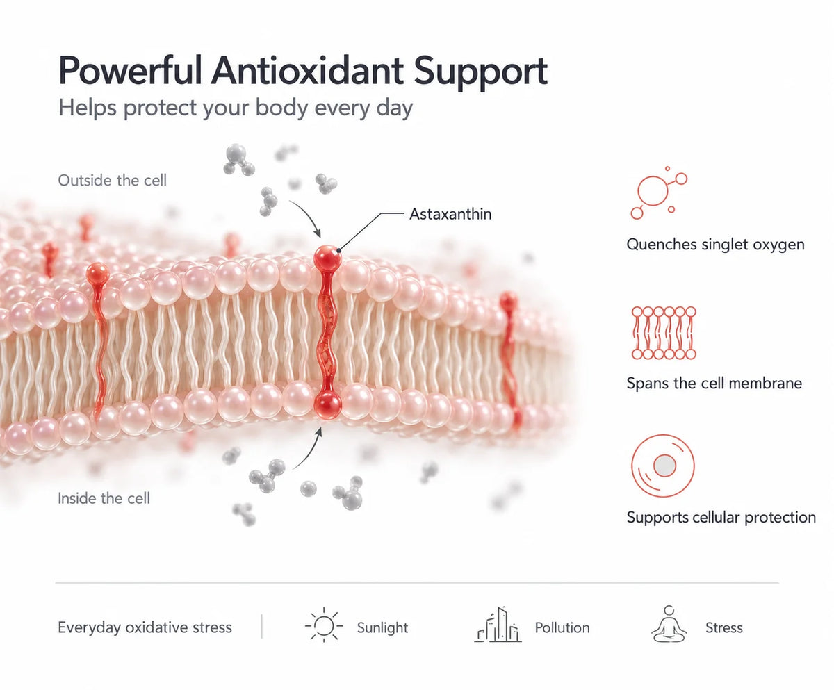 Powerful Antioxidant Support