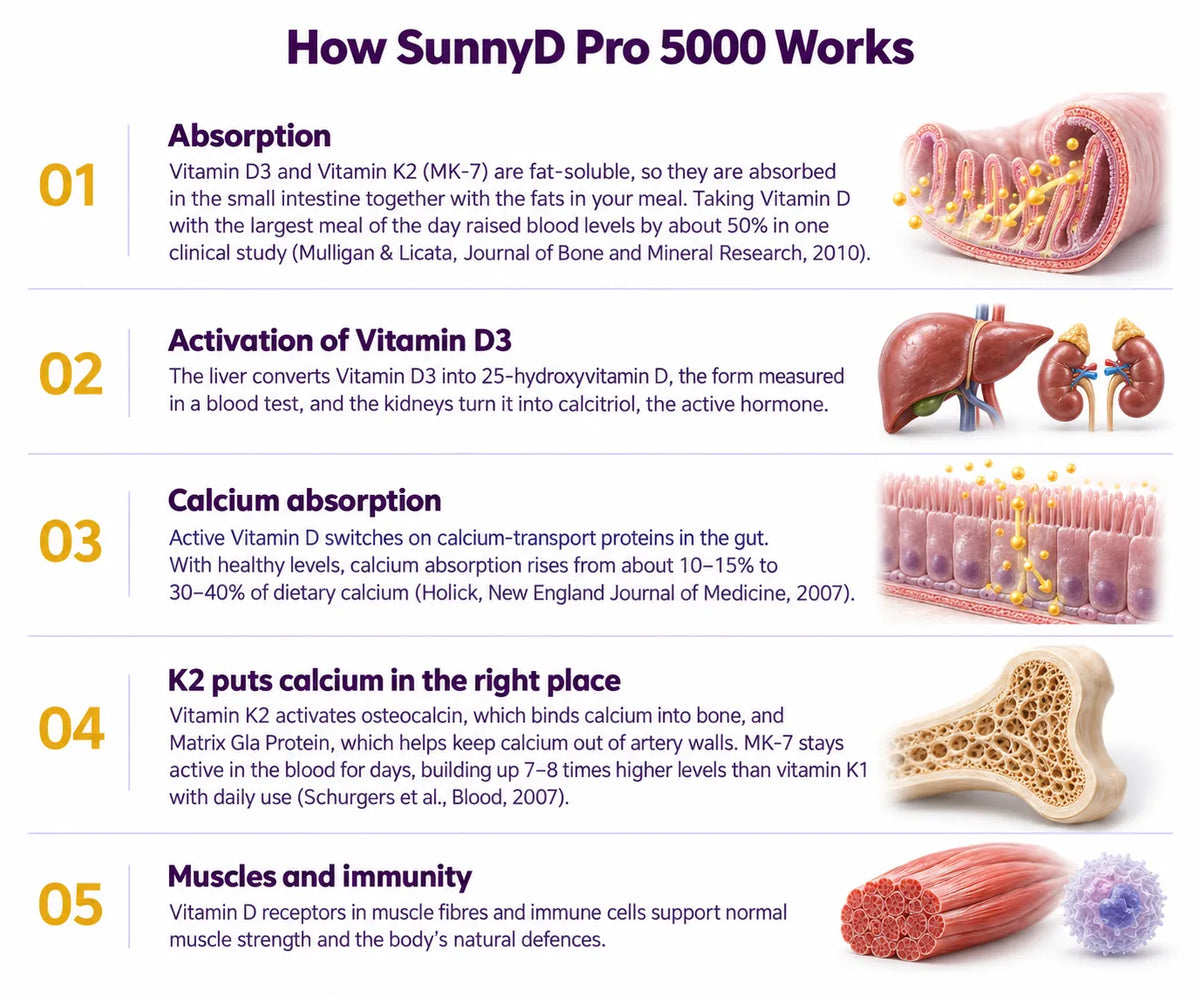 How SunnyD Pro 5000 Works