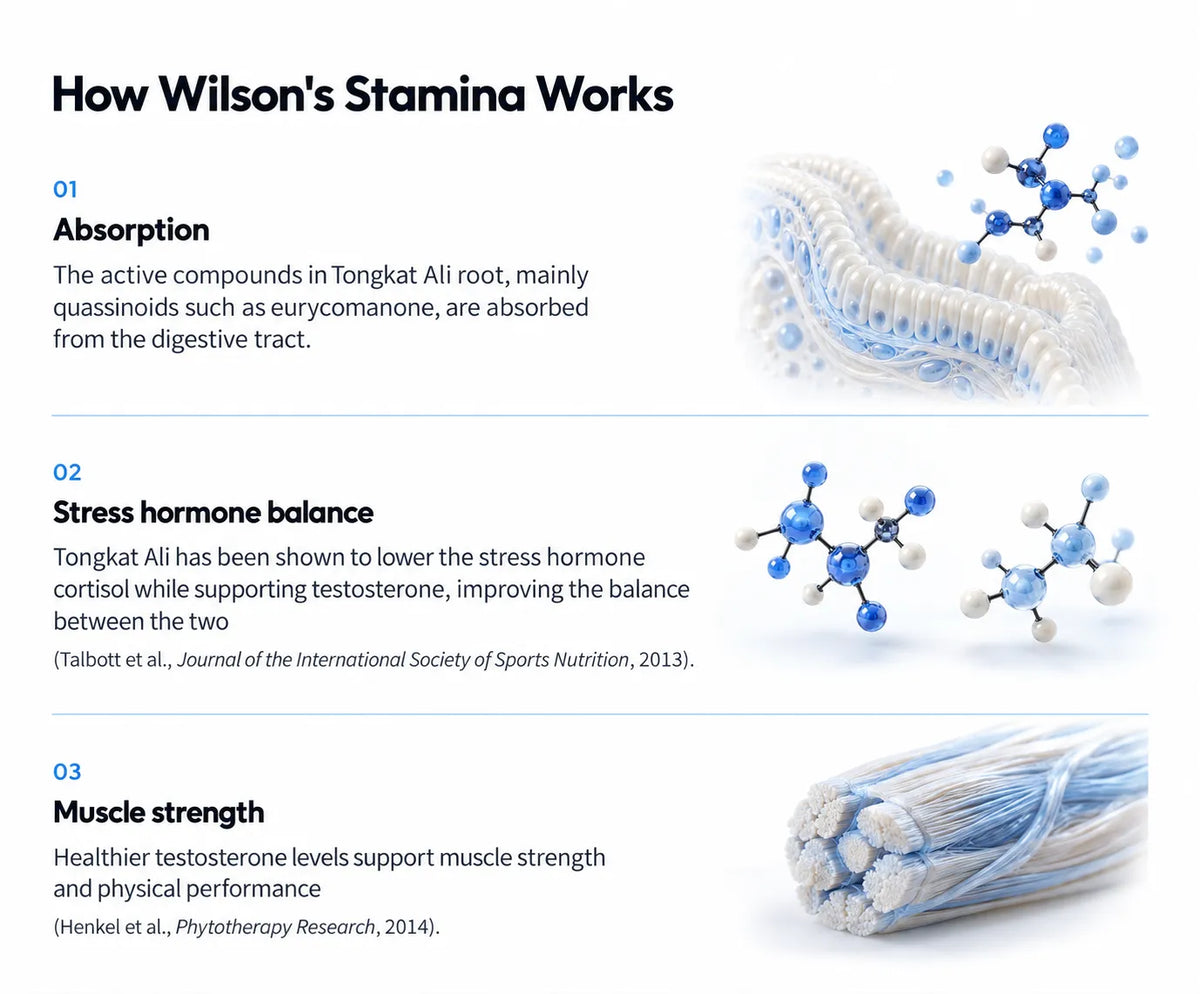 How Wilson's Stamina Works 