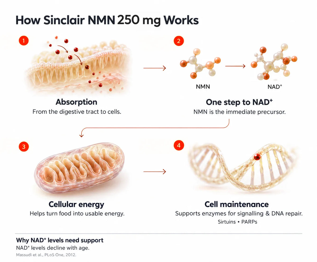 How Sinclair NMN 250 mg Works