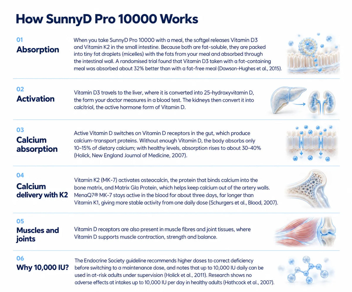How SunnyD Pro 10000 Works 
