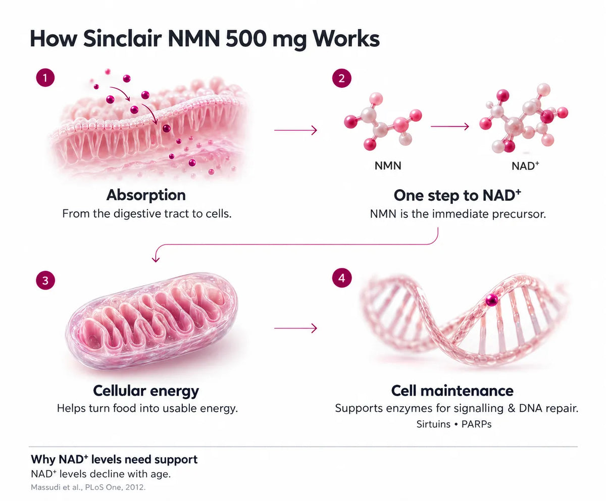 How Sinclair NMN 500 mg Works