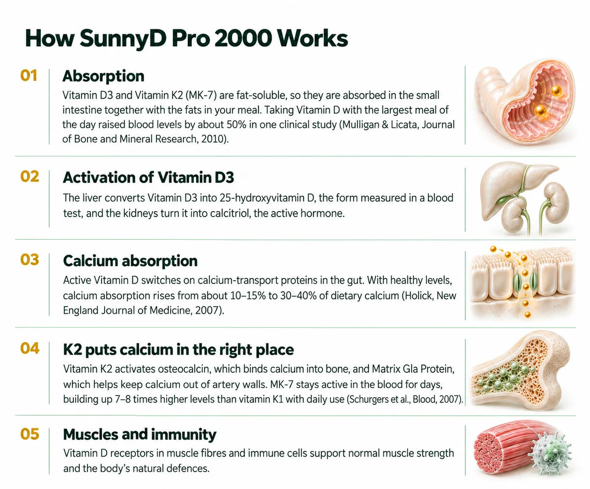How SunnyD Pro 2000 Works
