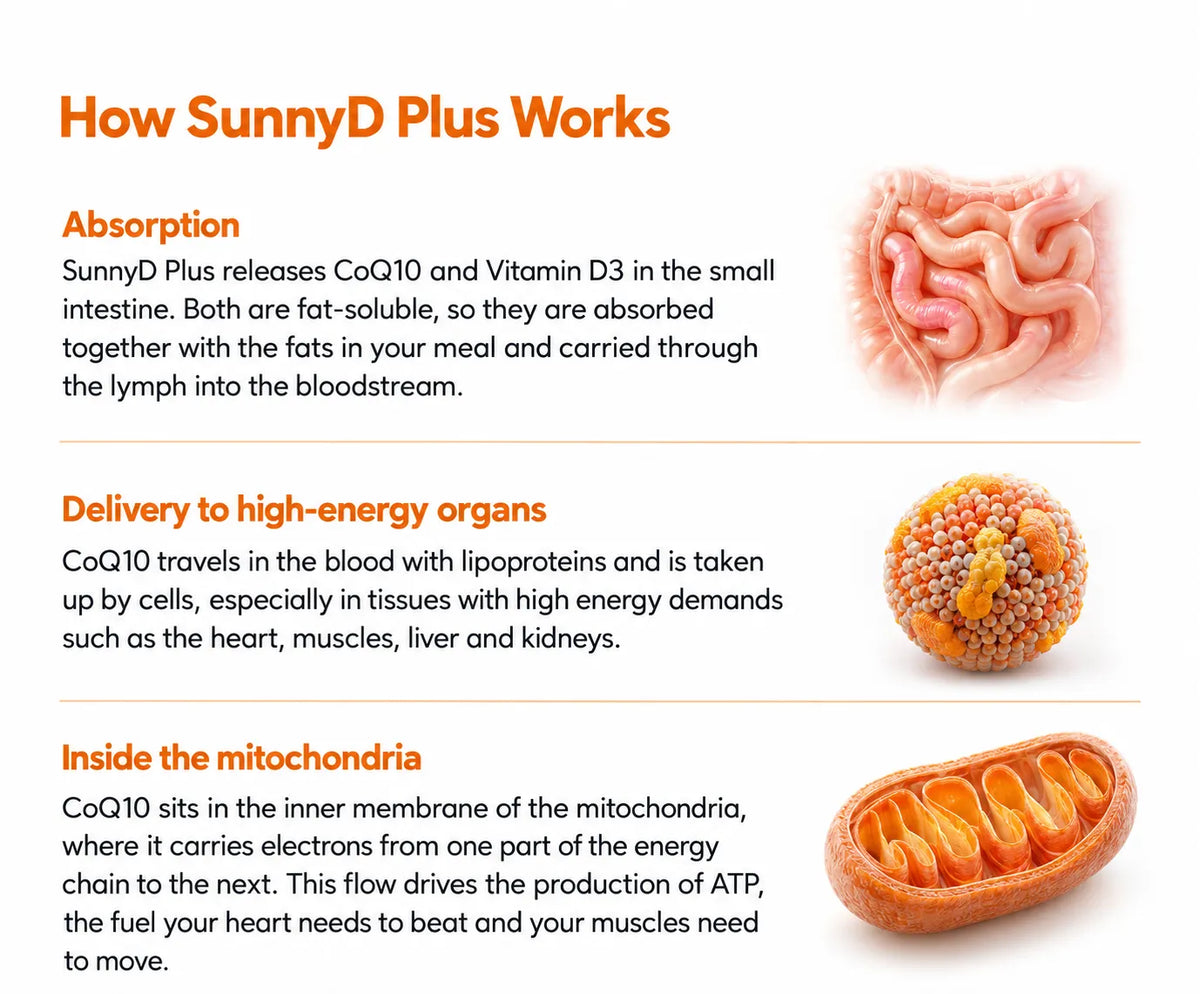 What It Does for Your Body 