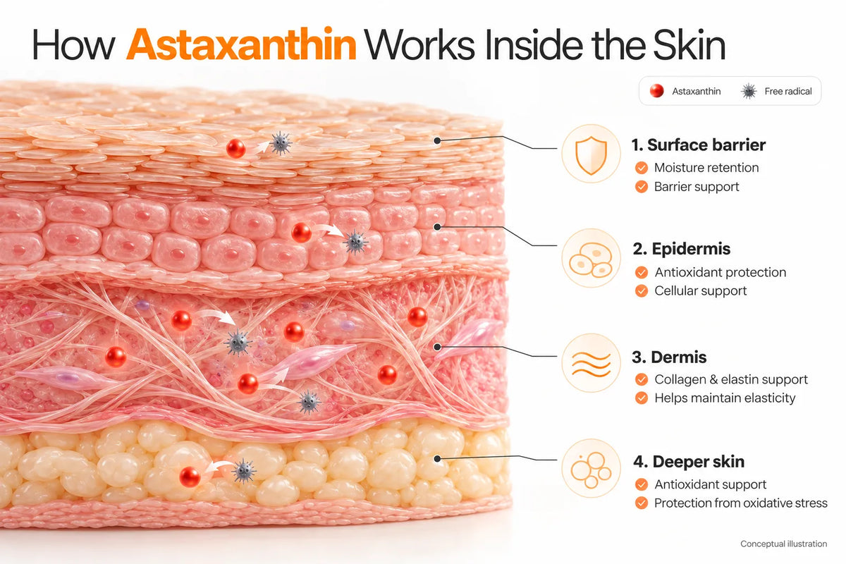 How Axtin 8mg Works 