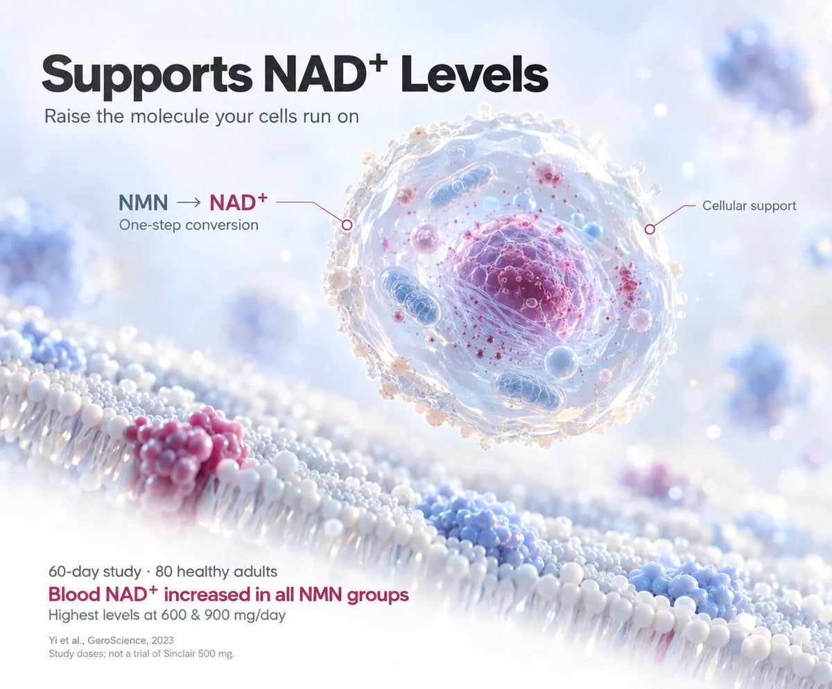 Supports NAD⁺ Levels 