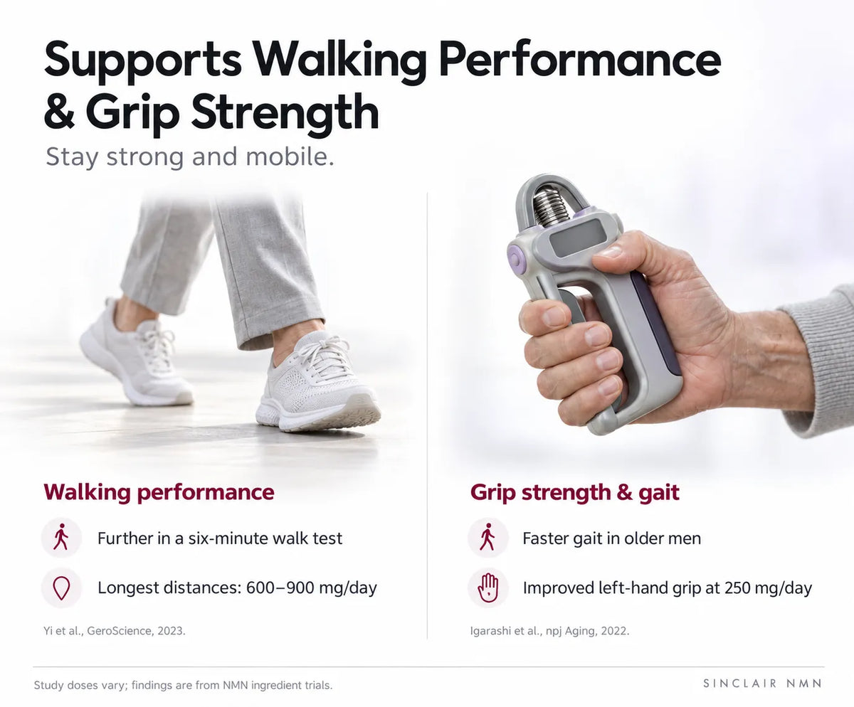 Supports Walking Performance & Grip Strength