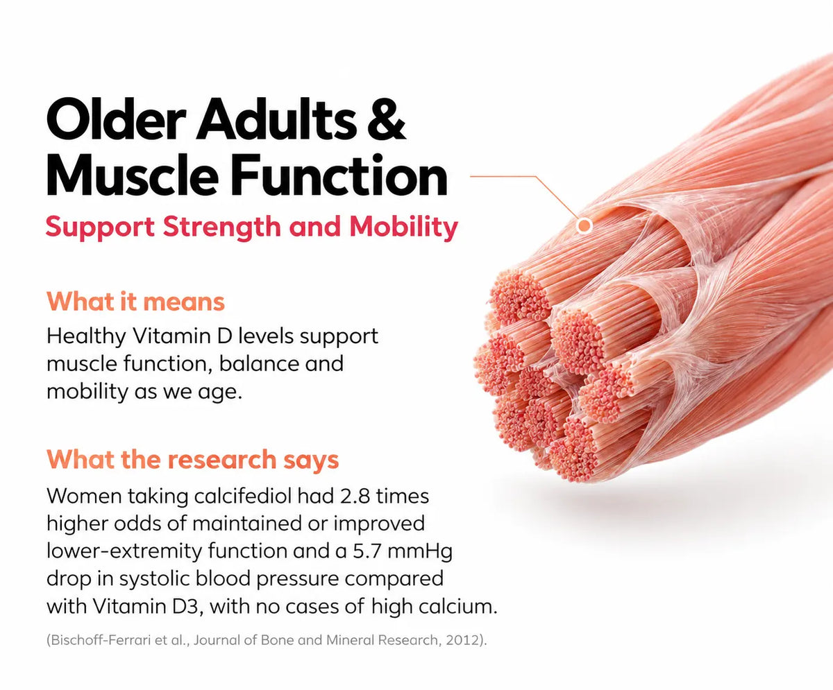 Older Adults & Muscle Function